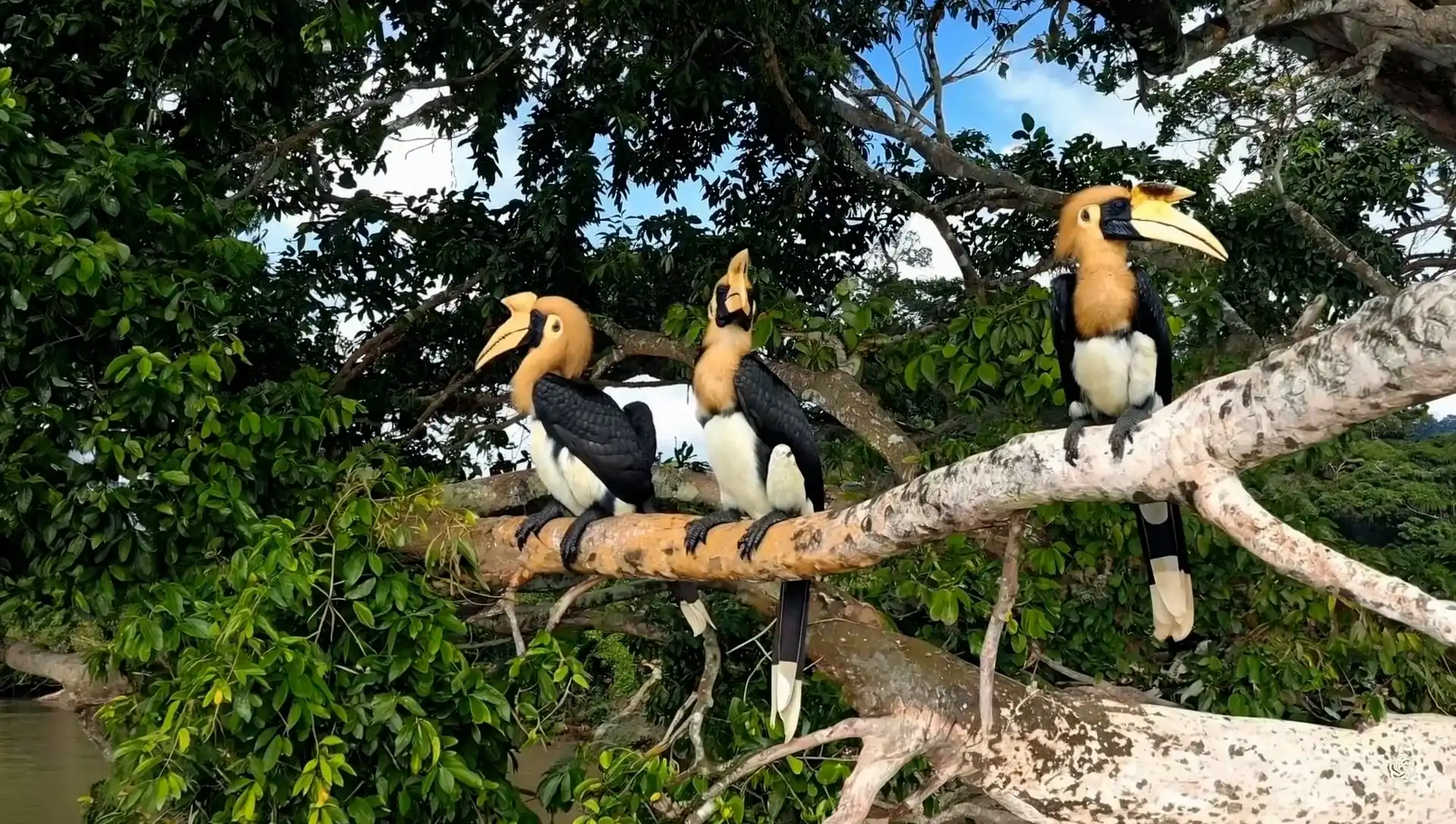 Thumbnail ofBorneo wildlife on the Kinabatangan River's video