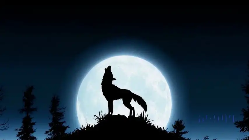 Thumbnail ofA beautiful silhouette animation shows a wolf howling at the moon, feeling lonely, until it finds its pack's video