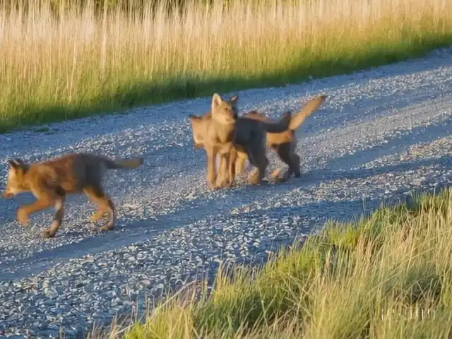 Thumbnail ofFive gray wolf pups frolicking and chasing each other around a remote gravel road, surrounded by grass's video